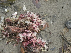 Chondrus crispus