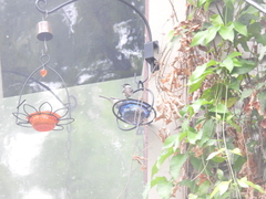 Poecile carolinensis
