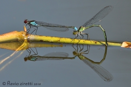 Red-eyed Damselfly
