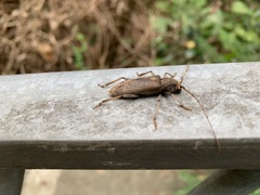 Stromatium longicorne