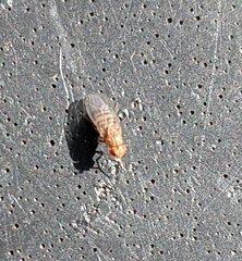 Drosophila busckii