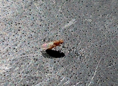 Drosophila busckii