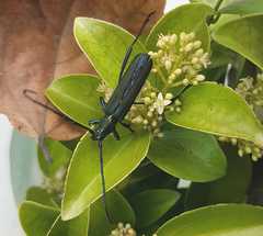 Chelidonium argentatum