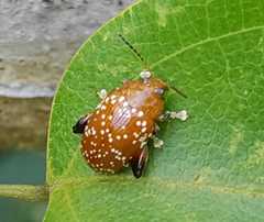 Asiophrida scaphoides