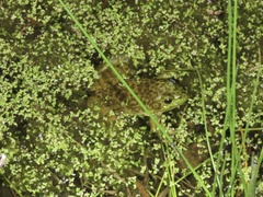 Lithobates catesbeianus