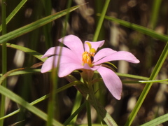 Sabatia gentianoides