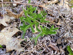 Lycopodium lagopus