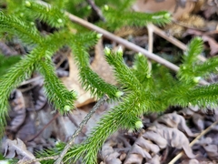 Lycopodium lagopus