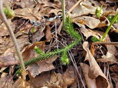 Lycopodium lagopus