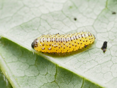 Galerucella calmariensis