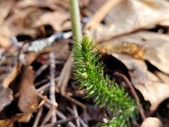 Lycopodium lagopus