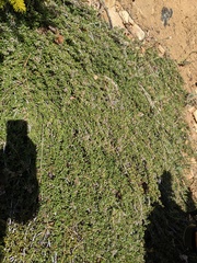 Ceanothus fresnensis