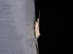 Plutella porrectella