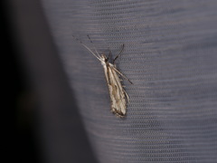 Plutella porrectella