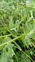 Phymatocera aterrima