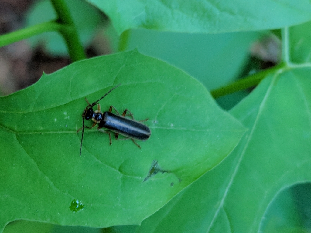 Podabrus modestus