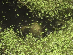 Lithobates catesbeianus