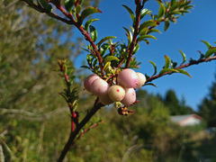 Gaultheria poeppigii