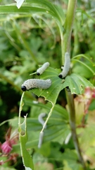 Phymatocera aterrima