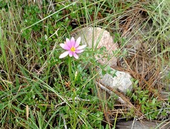 Sabatia gentianoides
