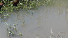 Lepisosteus oculatus