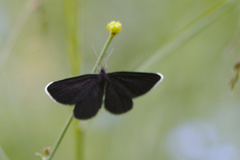 Odezia atrata
