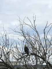 Haliaeetus leucocephalus