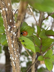 Coccinella septempunctata