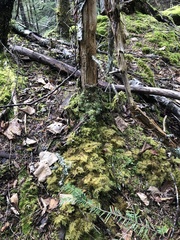 Hylocomium splendens image