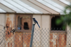 Aphelocoma californica