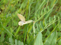 Vicia grandiflora