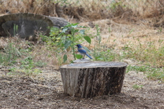 Aphelocoma californica
