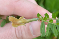 Vicia grandiflora