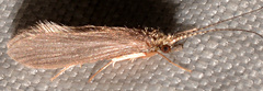 Holocentropus