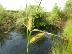 Carex vesicaria