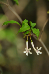 Rauvolfia paucifolia