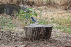 Aphelocoma californica