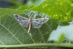 Polythlipta divaricata