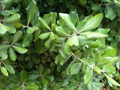 Planchonella costata