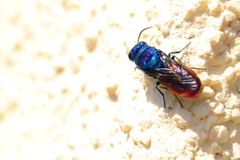 Chrysis inaequalis
