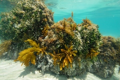 Caulerpa brownii