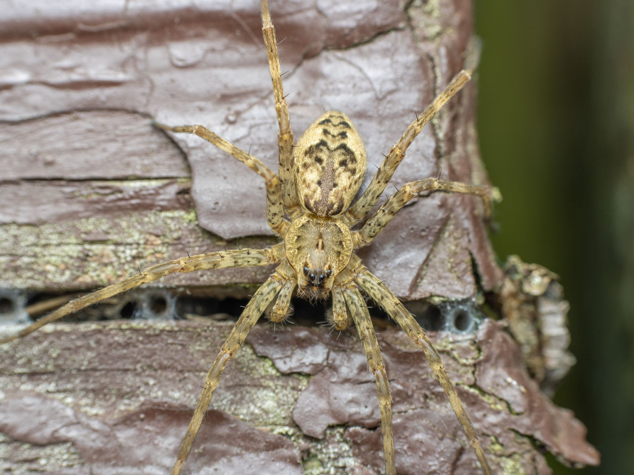 Dark Fishing Spider (Dolomedes tenebrosus) · iNaturalist United