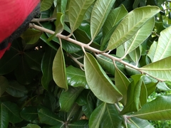 Planchonella costata