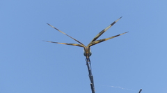 Celithemis eponina