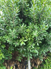 Planchonella costata