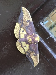 Eacles imperialis pini