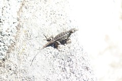 Sceloporus occidentalis