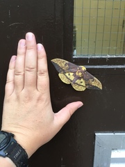 Eacles imperialis pini