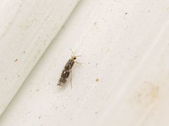 Agraylea