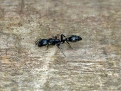 Pseudomyrmex lynceus
